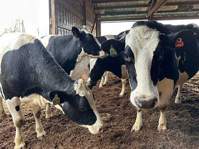 A close-up of several black and white cows in a barn.