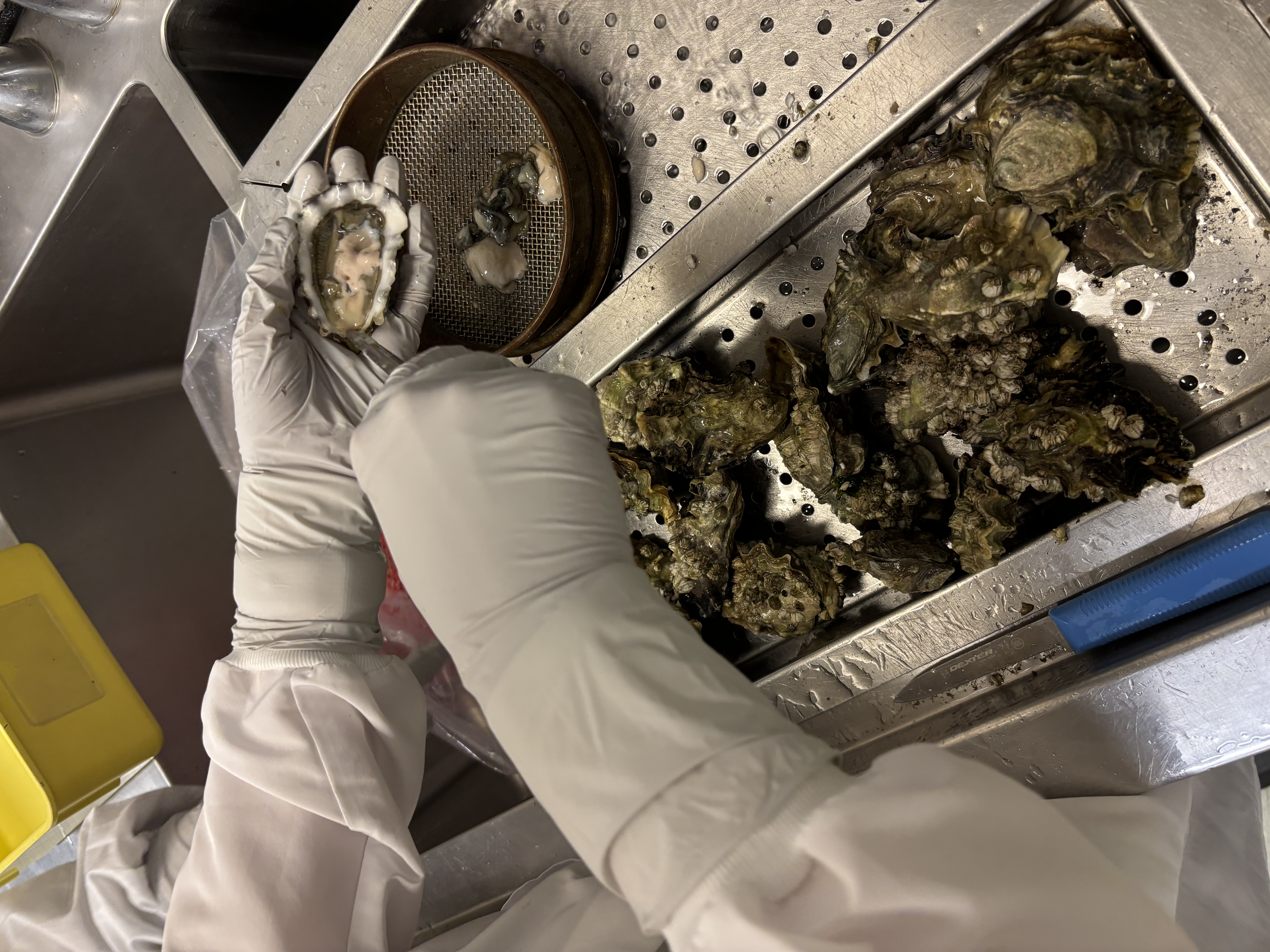 Two hands in white gloves and white jacket hold shellfish and knife over a sieve.